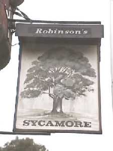 Sycamore