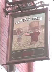 Cotton Tree