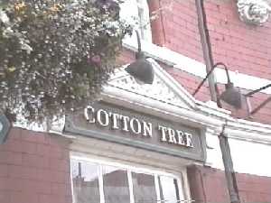 Cotton Tree