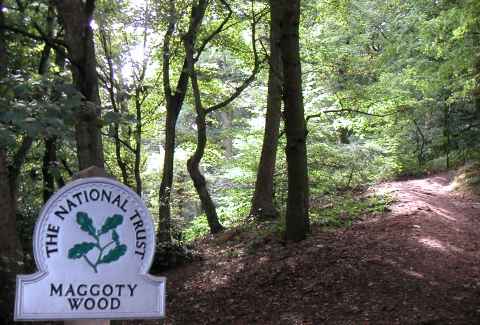 Maggoty Wood, Gawsworth, Cheshire.