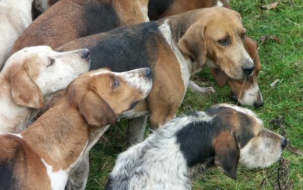 Cheshire Farmers Drag Hunt.