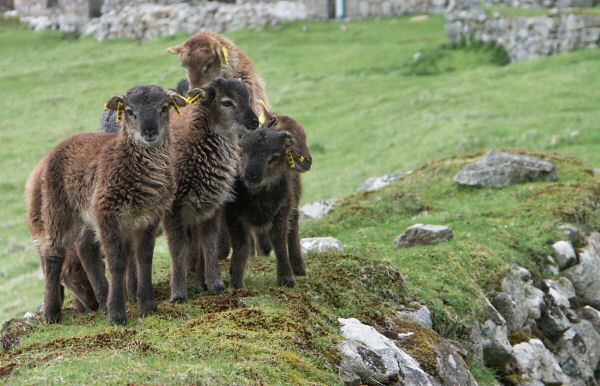 War Memorial, St Kilda.